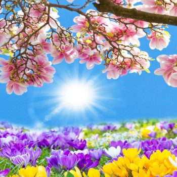 Tavaszi virágok